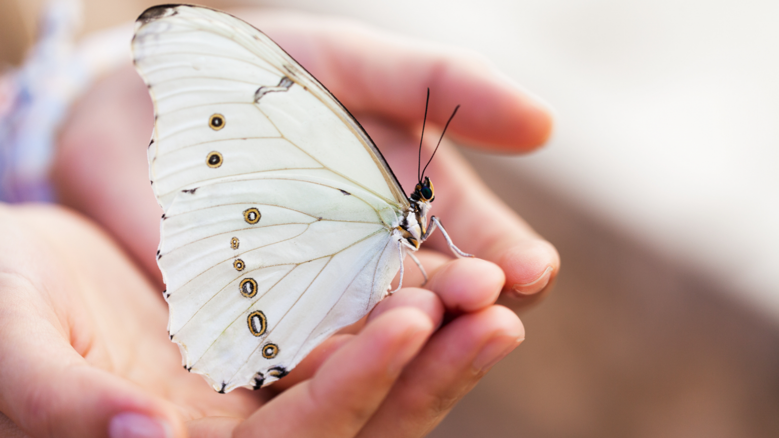 What Do Butterflies Represent In Death